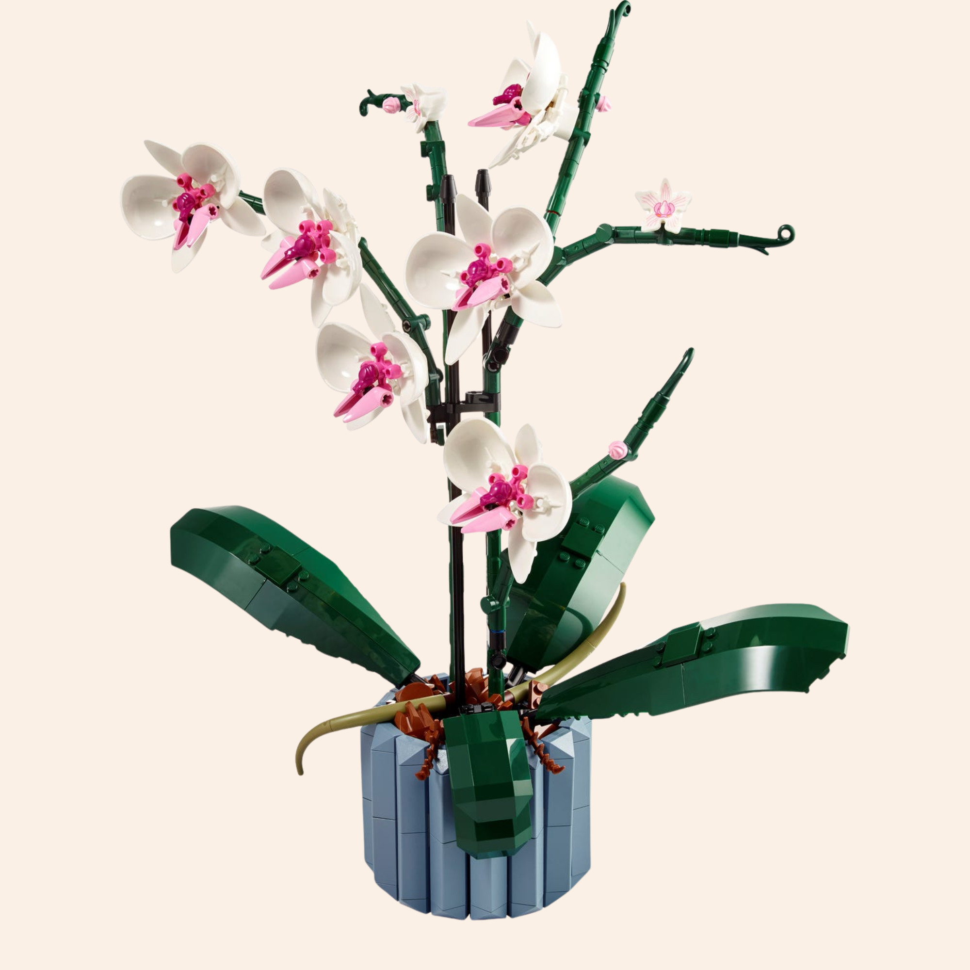 Orchid Botanical 10311