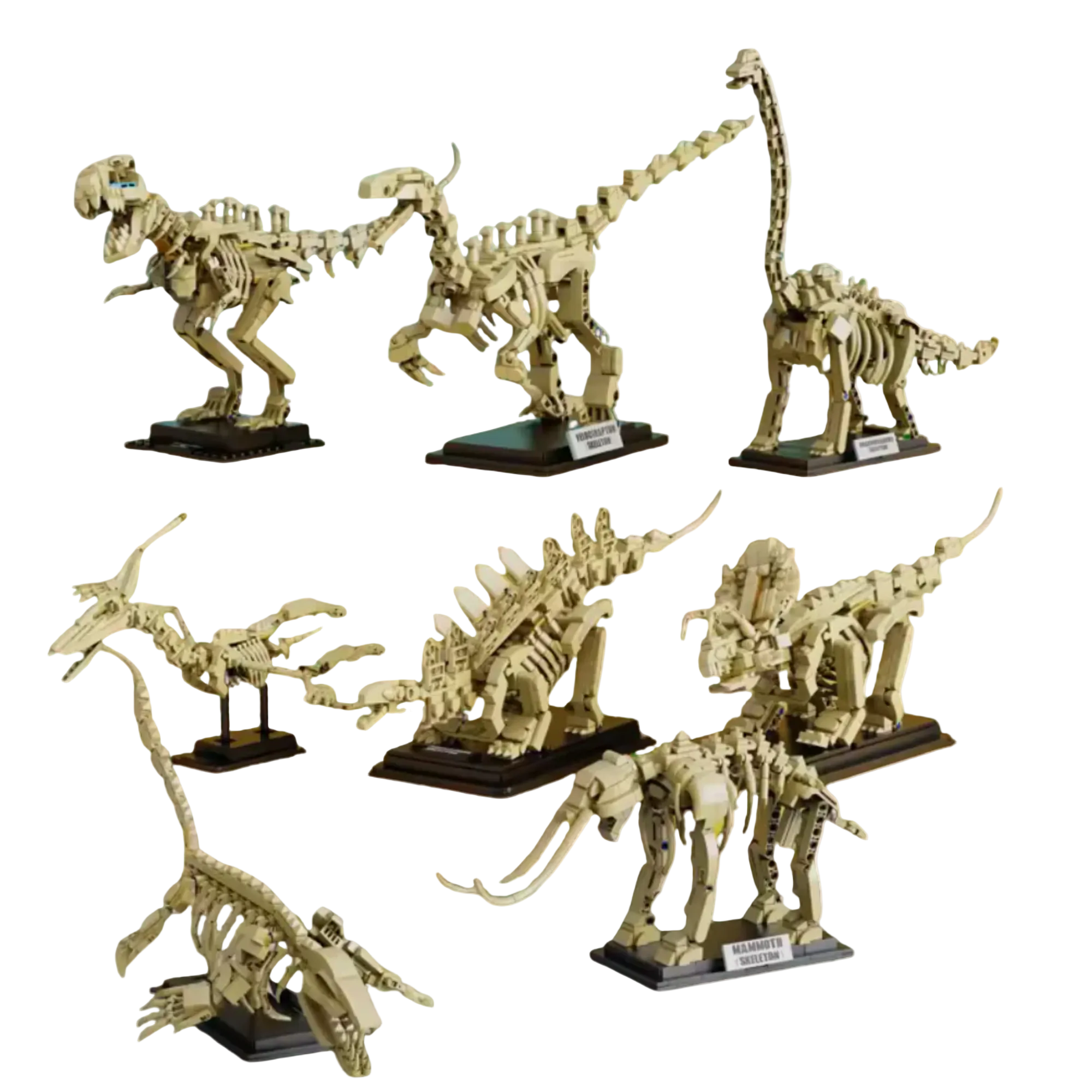 Dinosaur Fossils 6001