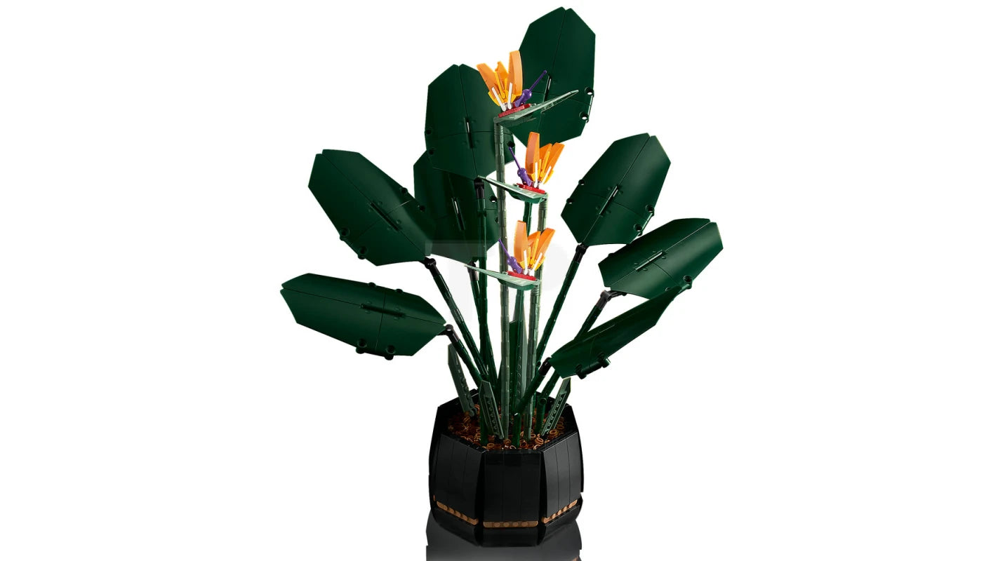 Icon birds of paradise flower set 10289